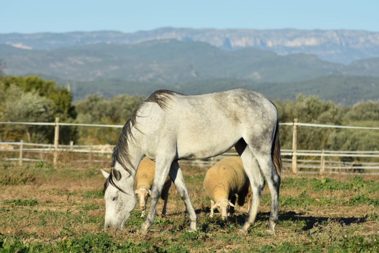 Casa Con Vistas, Piscina Y Animales De Granja, La Caseta Таррагона Экстерьер фото